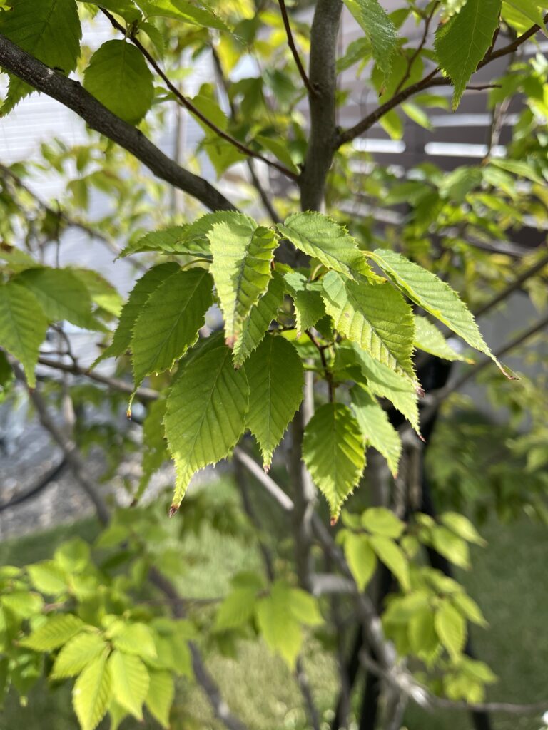 アカシデの新緑。雑木の庭のシンボルツリーとして人気の庭木。