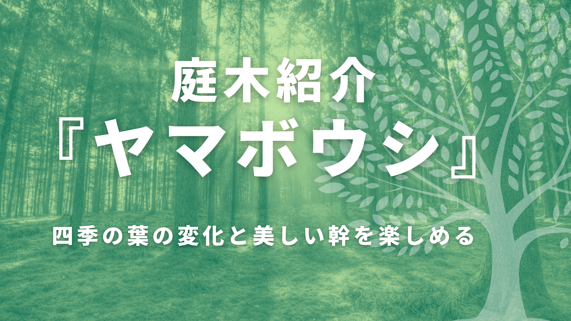 【庭木紹介】ヤマボウシの魅力｜四季の変化・幹を成長を楽しめる