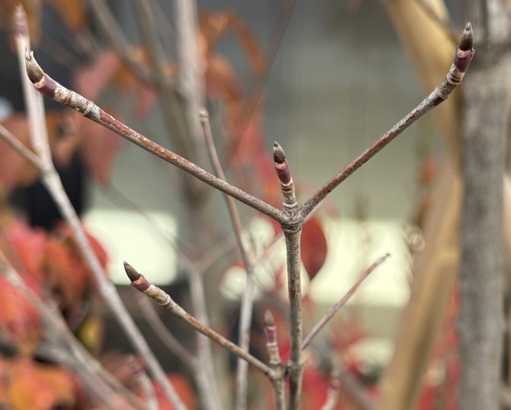 ヤマボウシの冬芽