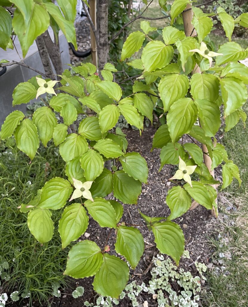 ヤマボウシの花