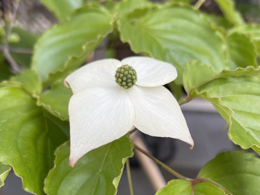 ヤマボウシの花