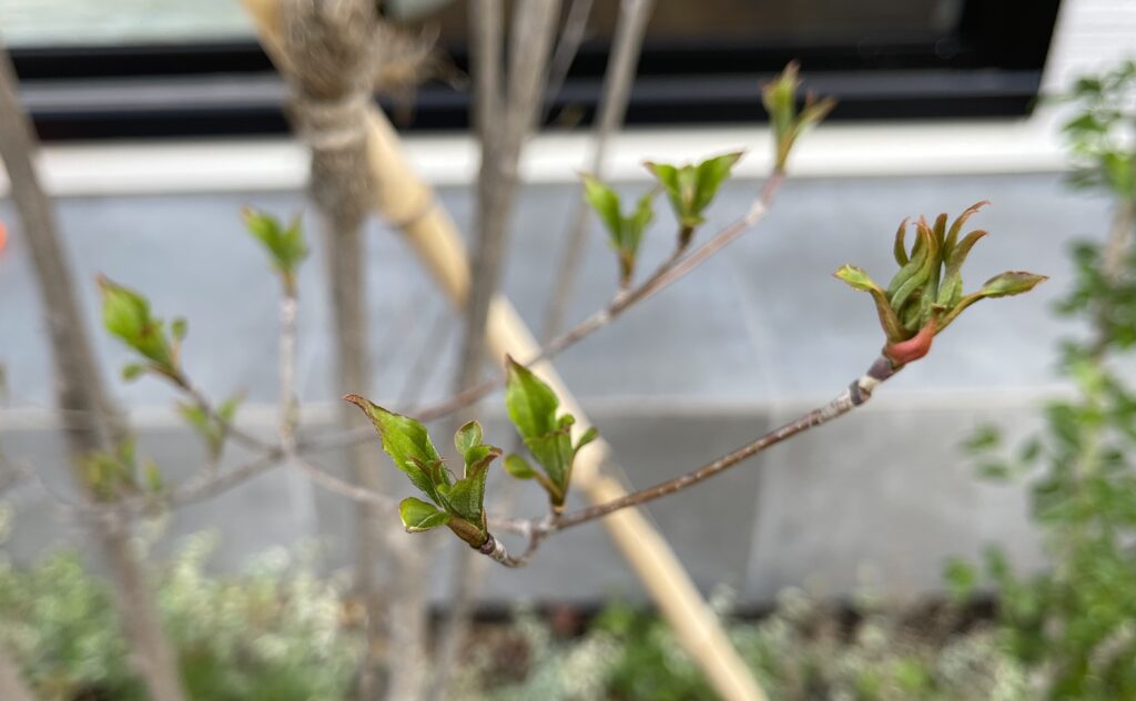 ヤマボウシの芽吹き