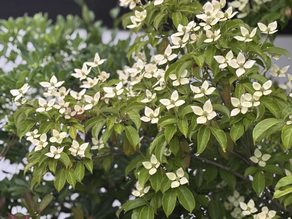 ヤマボウシの花