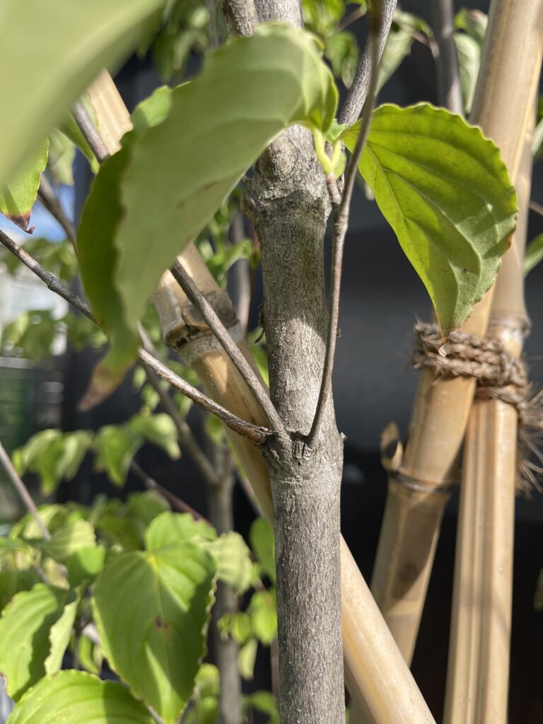 ヤマボウシの幹