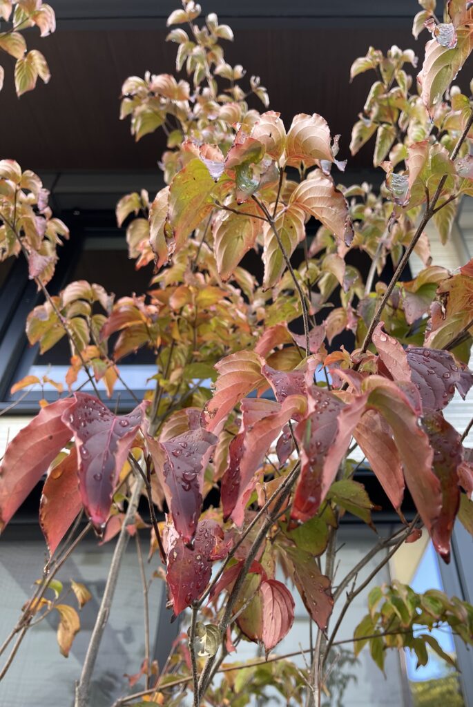 ヤマボウシの紅葉(11月・松本市)