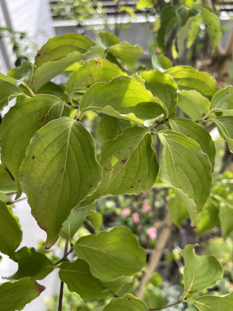 ヤマボウシの葉