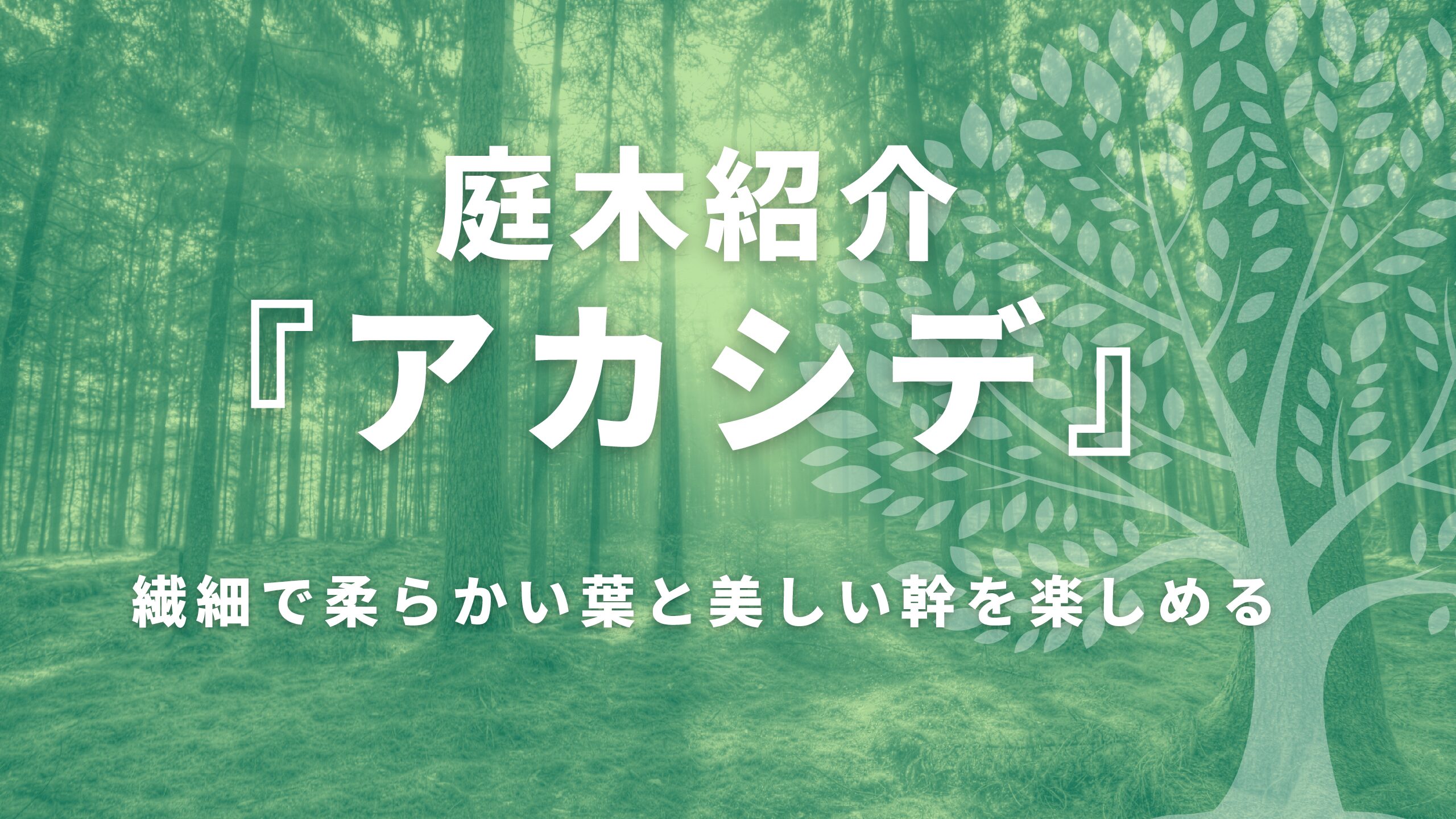 【雑木の庭にぴったり】アカシデの魅力｜寒冷地でも育つ庭木