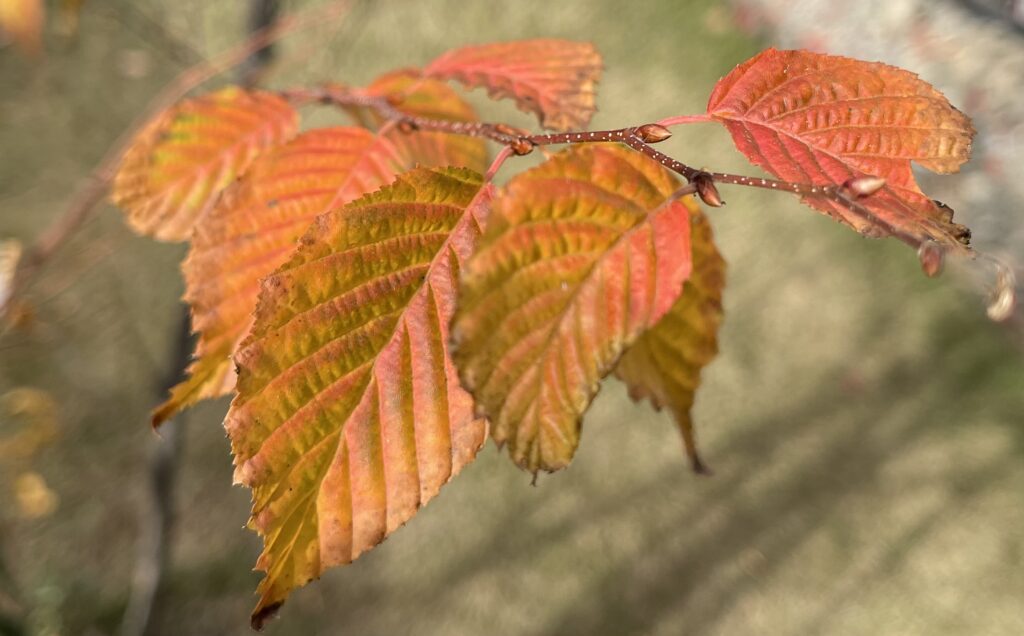 アカシデの紅葉