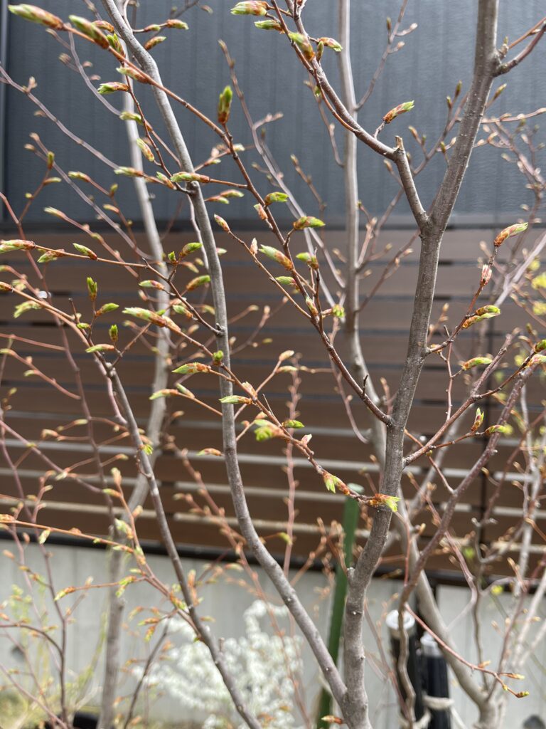 アカシデの芽吹き