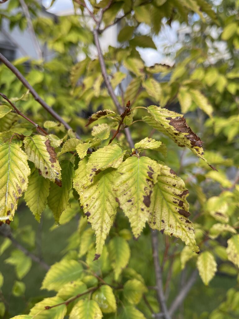 アカシデ　病気の葉