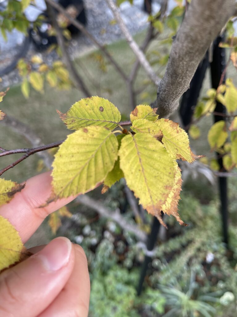 アカシデの紅葉のはじまり(黄色)