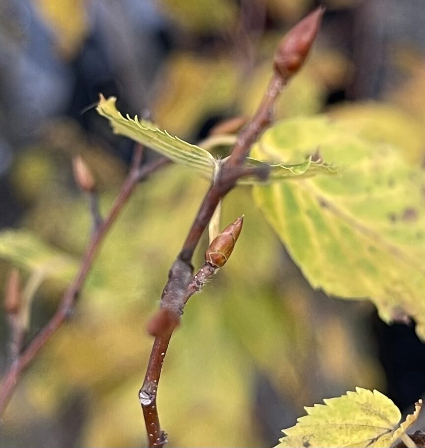 アカシデの冬芽