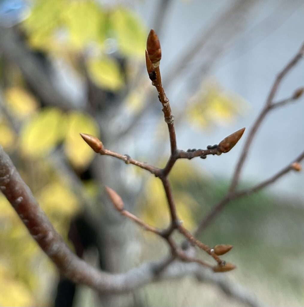 アカシデの冬芽