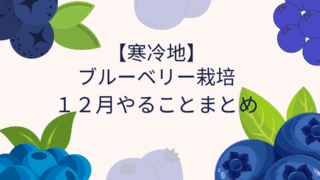【12月】ブルーベリーの作業まとめ｜寒冷地での管理ポイント