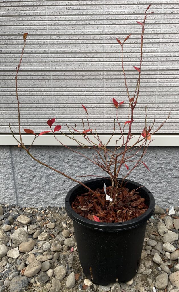 オーロラ（11月24日）