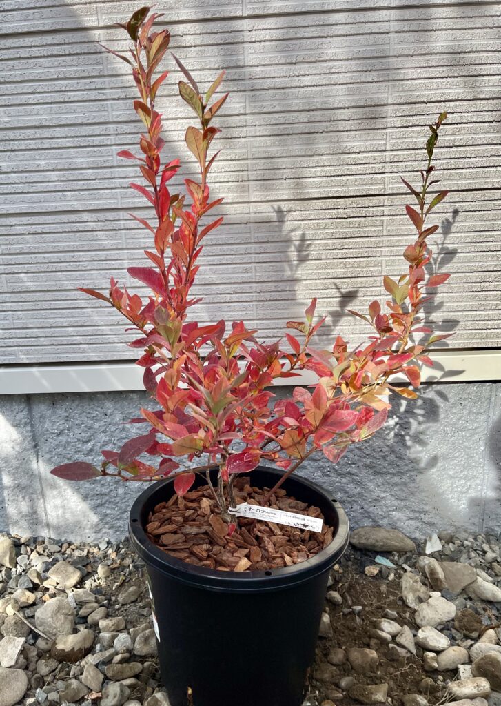 オーロラ（ノーザンハイブッシュブルーベリー・3年生苗）の紅葉