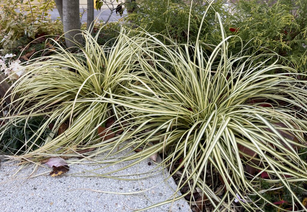 カレックス エバーライム