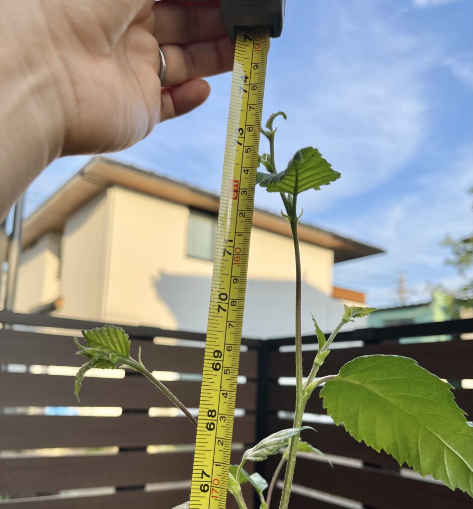 庭に白樺を植えるなら？】“普通のシラカバではなくジャクモンティ”を