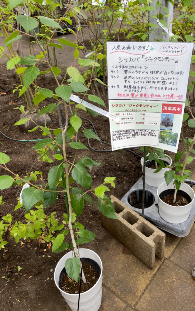 シラカバジャクモンティの特徴