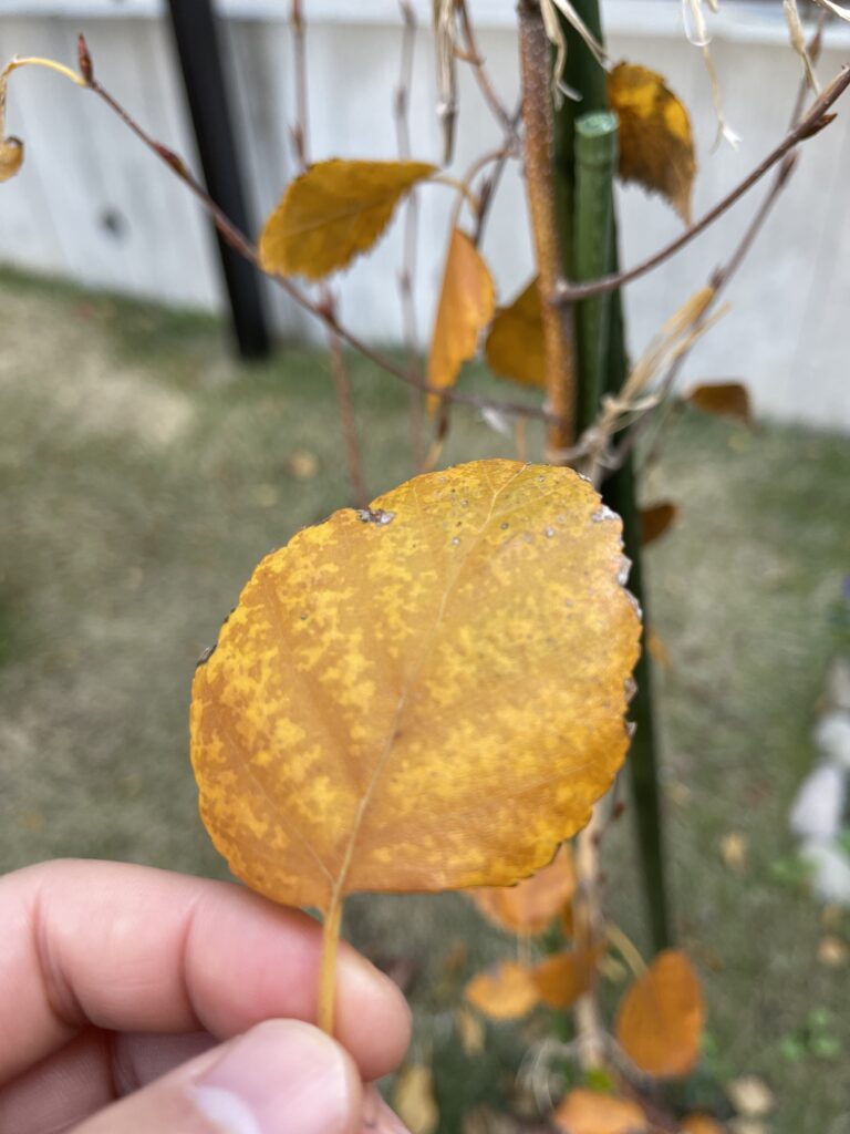 シラカバジャクモンティの紅葉