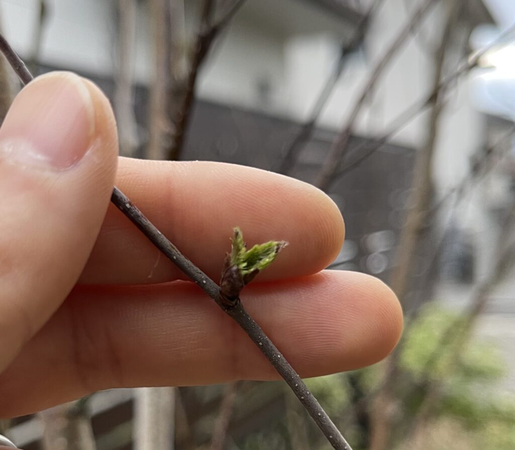 シラカバジャクモンティの芽吹き