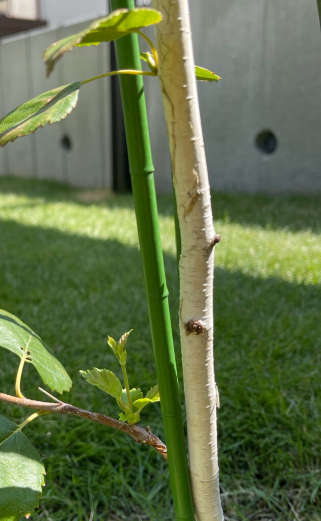 シラカバジャクモンティ（幼木）の白い幹