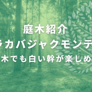 白樺　成木　2メートル以上 シラカバジャクモンティ（若木