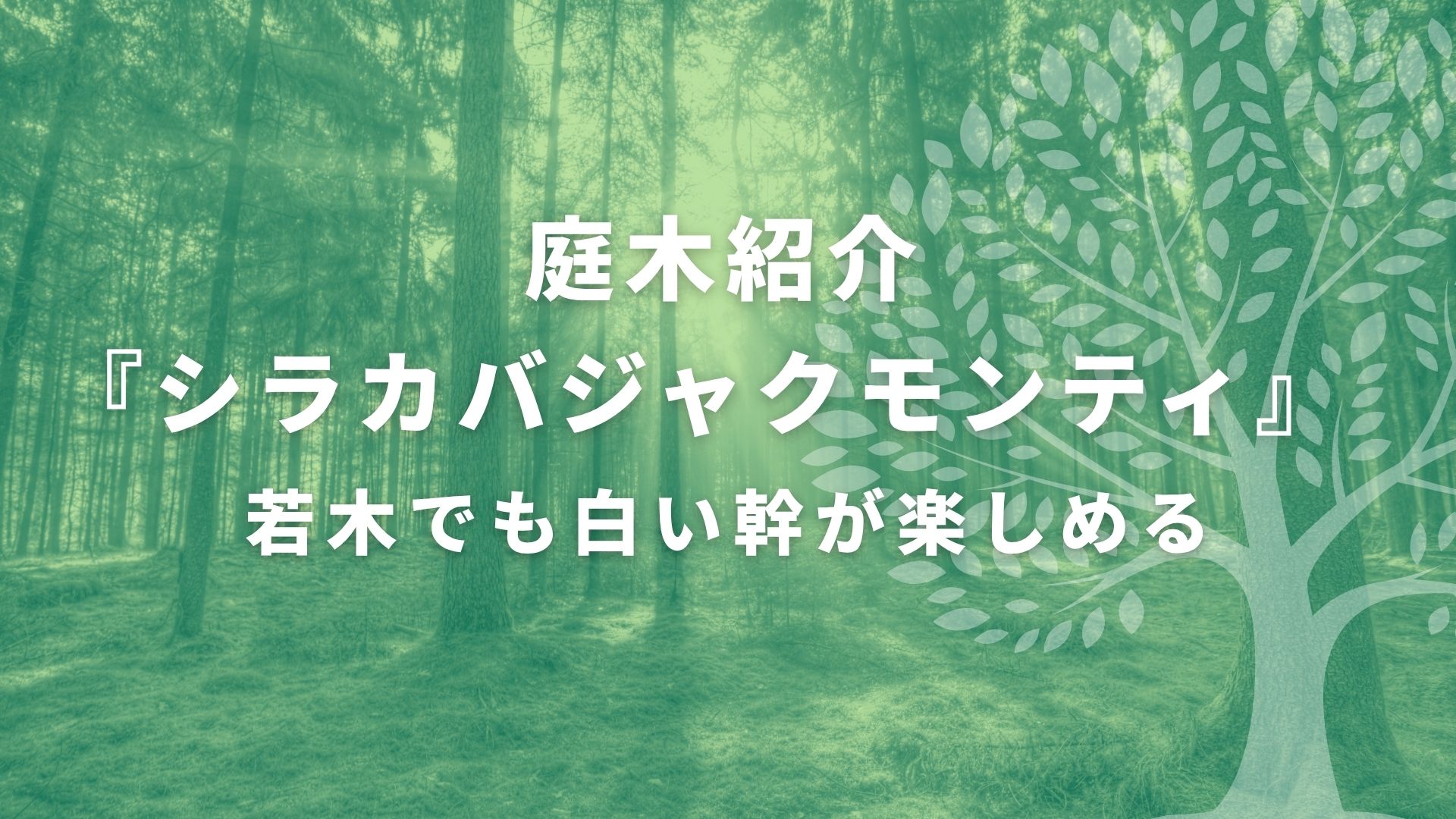 【庭に白樺を植えるなら？】松本で“普通のシラカバではなくジャクモンティ”を選んだ理由