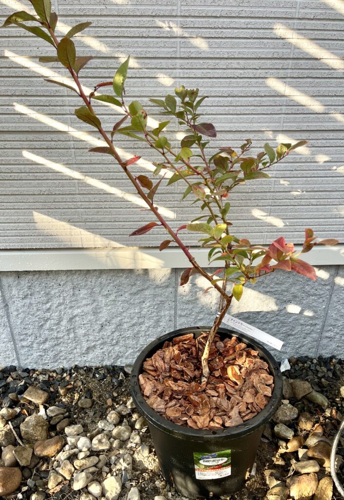 チャンドラー（ノーザンハイブッシュブルーベリー・3年生苗）の紅葉