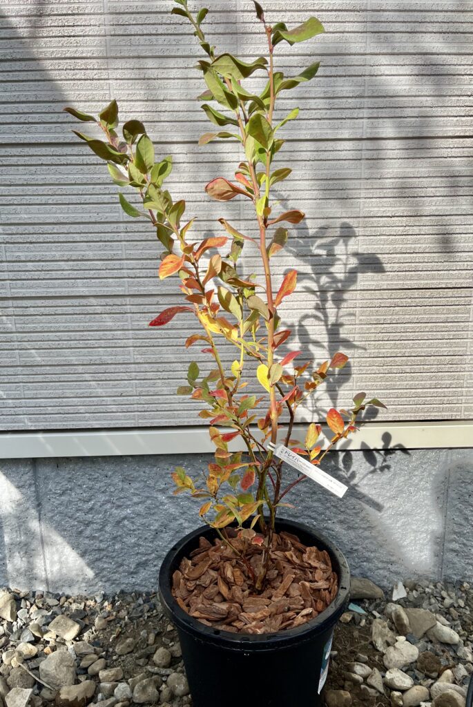 ドレイパー（ノーザンハイブッシュブルーベリー・3年生苗）の紅葉