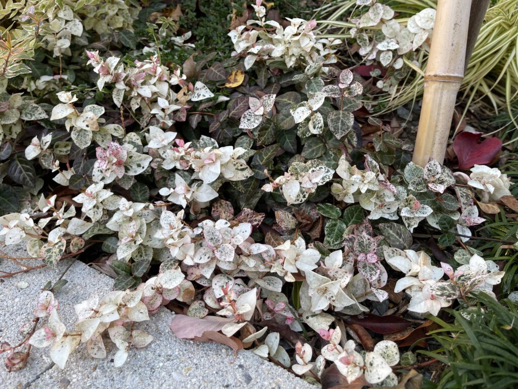 ハツユキカズラ