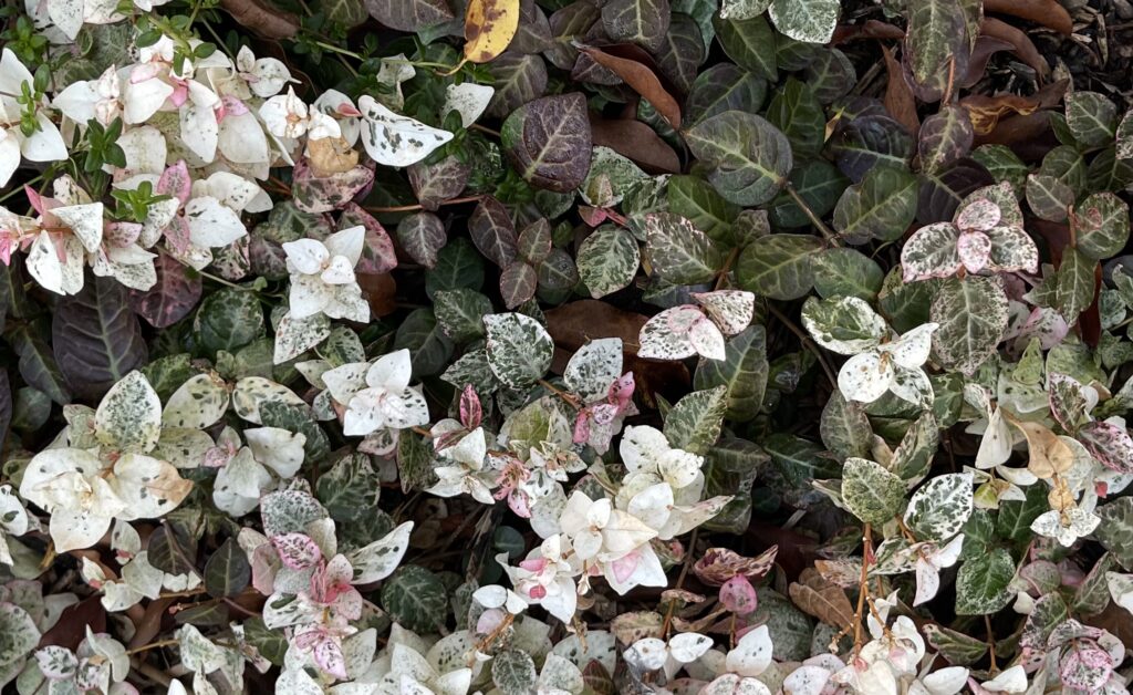 ハツユキカズラ