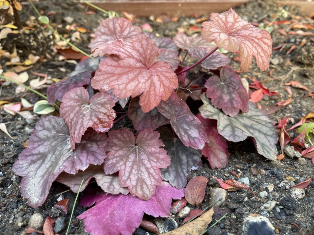 ヒューケラ（紫）