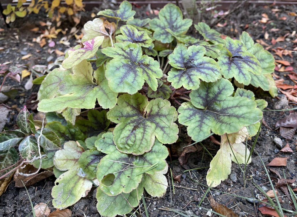 ヒューケラ（緑）