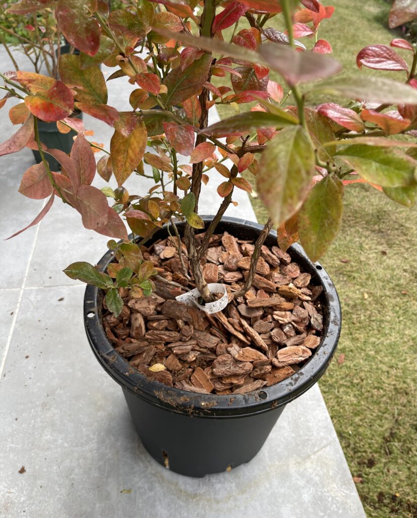 バークチップを敷いたノーザンハイブッシュブルーベリー