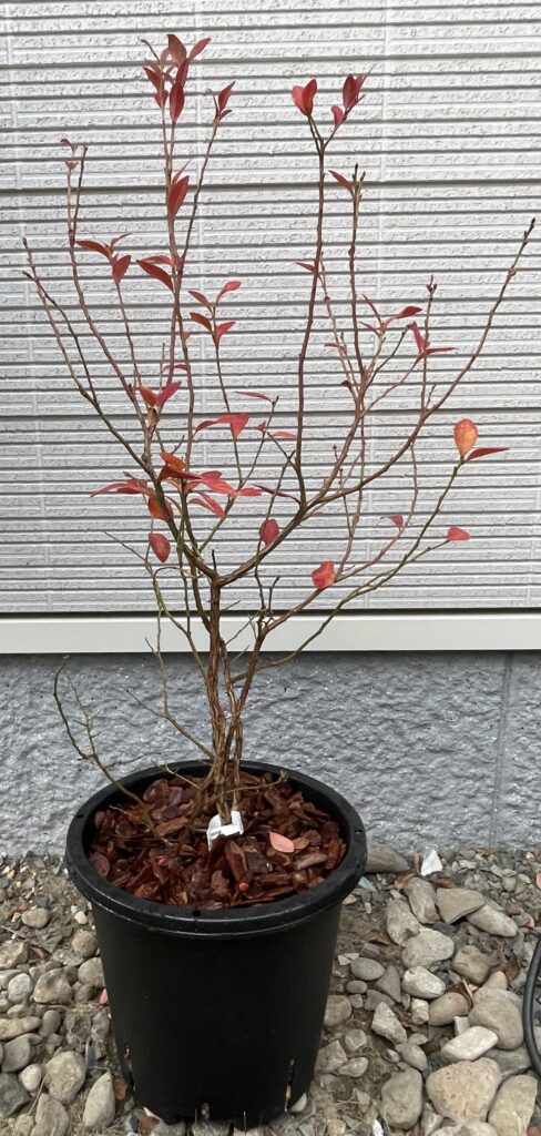 ヒューロン（2025年11月下旬）