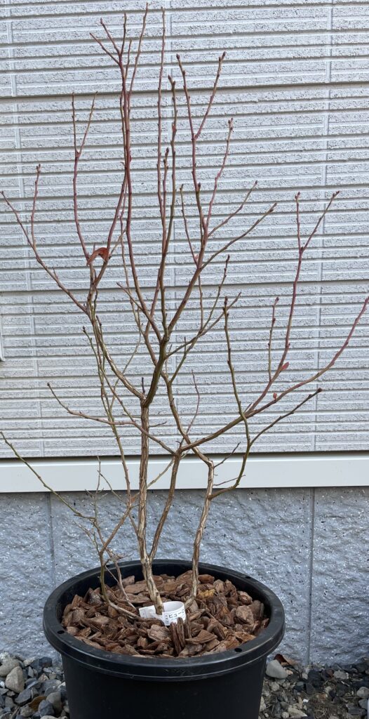 ヒューロン（2025年12月上旬）