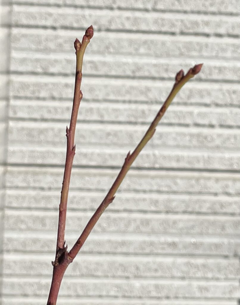 ヒューロンの花芽（2025年12月6日）