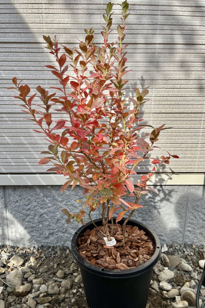 ヒューロン（ノーザンハイブッシュブルーベリー・3年生苗）の紅葉