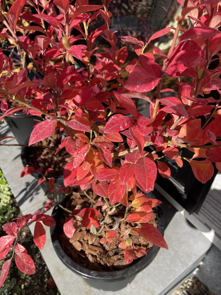 ヒューロンの紅葉（ノーザンハイブッシュブルーベリー・3年生苗）