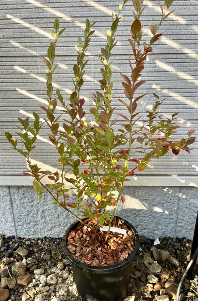 リバティ（ノーザンハイブッシュブルーベリー・3年生苗）の紅葉