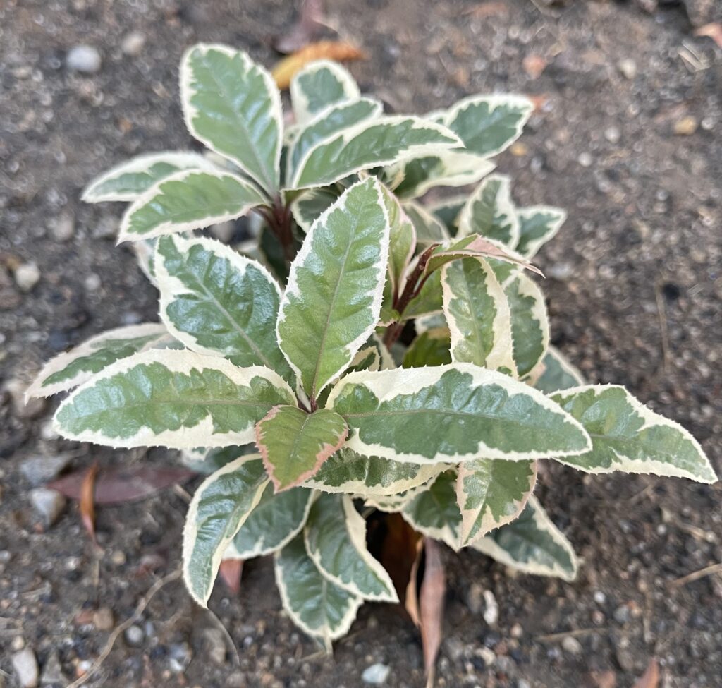 班入りヤブコウジ