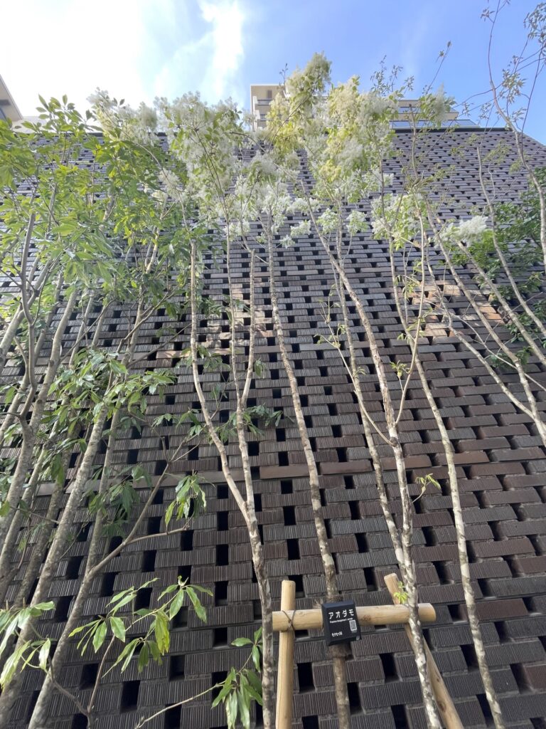 アオダモ（PhotoACより）