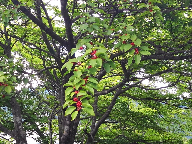 アオハダ（photoACより）