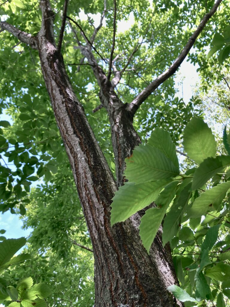 コナラ（photoACより）