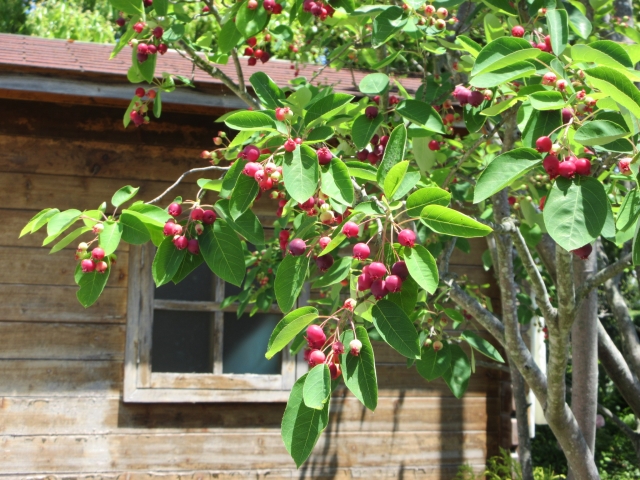 ジューンベリー（photoACより）