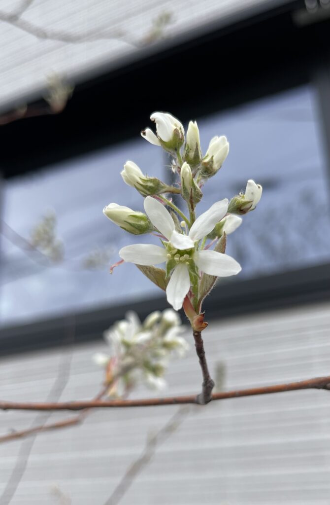 ジューンベリーの花