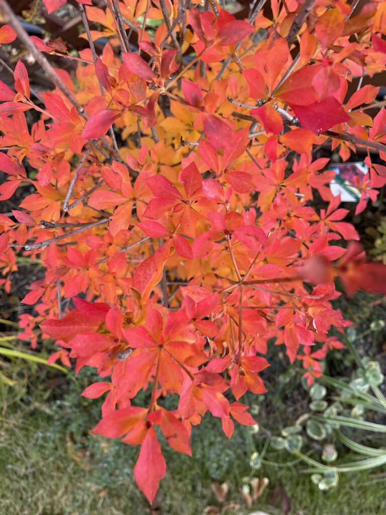 ドウダンツツジの紅葉