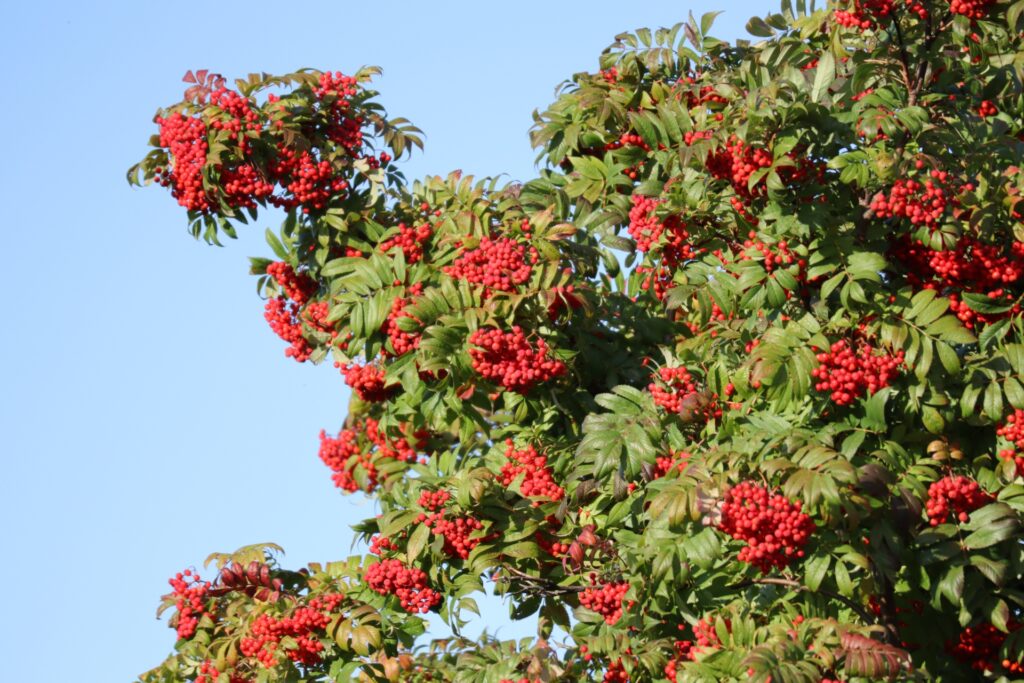 ナナカマド（photoACより）