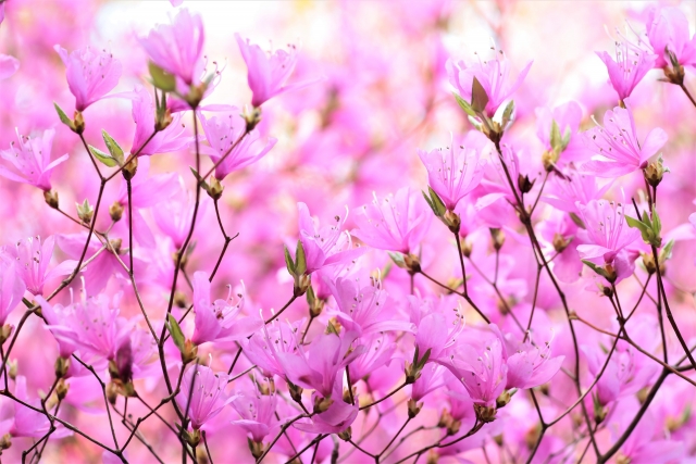 ミツバツツジ（photoACより）